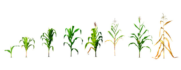 Illustration of the process of planting corn on a white background in the design to the first...