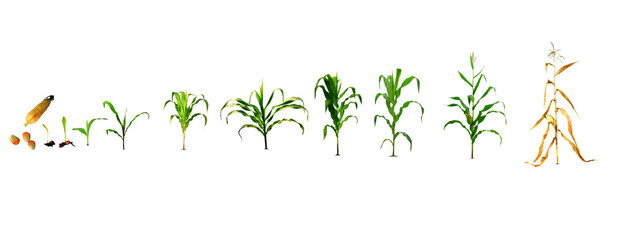 realistic corn planting process illustration in design to the first planting stage corn planting process Growing corn from seed to bloom throughout the harvest isolated on white.