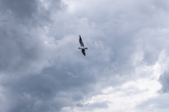 black headed gull in the clouds