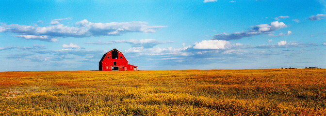 oilseed rape field with a abandoned barn, Leney, SK