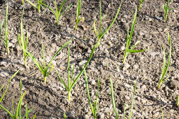 Young green shoots of garlic on the background of cultivated land