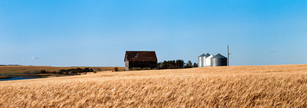 abandoned cabin and bins on wheat field
