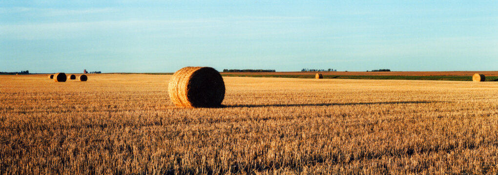 Hay Bale in a Wheat Field with grain elevator, Feudal