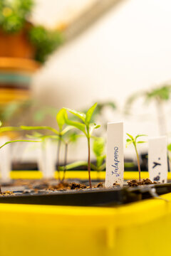 Gardening vegetables at home