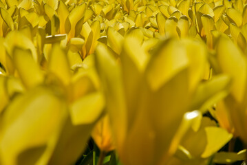 Lisse, Netherlands, April 2022. Blooming tulips at the Keukenhof in Lisse, Netherlands.