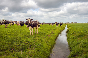 Black pied cows stand in a large meadow next to a ditch in a Dutch polder. It is a cloudy day at the beginning of spring. The cows have only been outside for a short time.