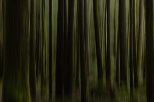 Abstract Blurry Trees In A Green Forest