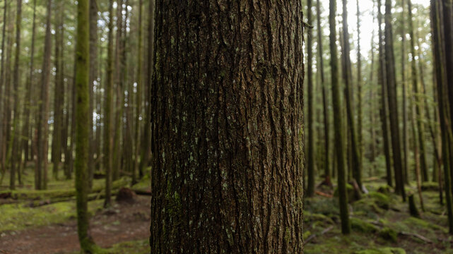 A tree portrait