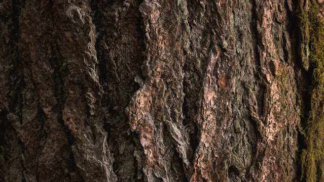 A tree portrait