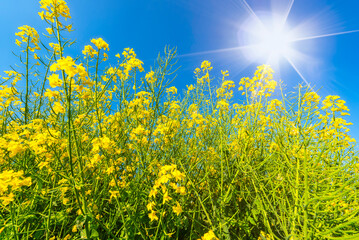 Fototapeta na wymiar Nahaufnahme von unten von blühenden Rapspflanzen mit der srahlenden Sonne am blauen Himmel im Hintergrund