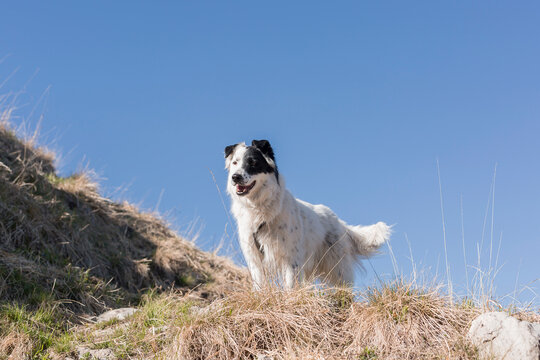 Border Collie Sheepdog Portrait
