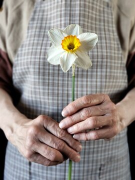 Person in rustic apron holding narcissus in the hands. Woman with spring flower. Greeting card.