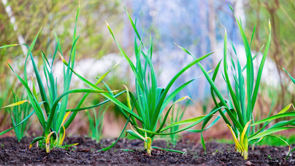Garlic. Young green garlic sprouts in spring in the garden beds on the plot