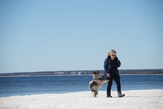 Middle-aged woman walks her Keeshond dog along an ice-covered seashore on a clear spring day.