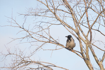 Hooded Crow sits on the branches of a tree without leaves on a clear day