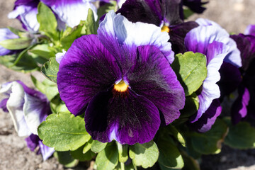 Blue Lady's Delight, Pansy Carneval Early Purple with Blotch  close up in the sun. 2022. Macro
