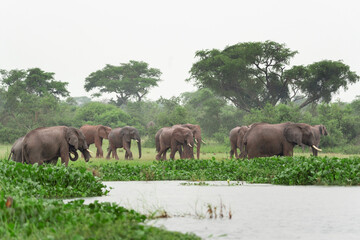 Obraz premium African elephant near the dam. Elephants play in the water. Safari in Uganda. Exotic animal in natural habitat. 