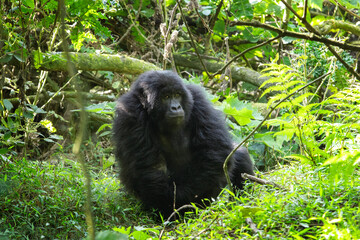 Mountains gorillas in the Mgahinga Gorilla National Park. Gorilla in the forest. Rare animals in...