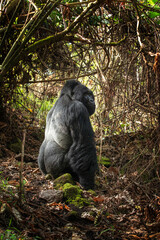 Obraz premium Mountains gorillas in the Mgahinga Gorilla National Park. Gorilla in the forest. Rare animals in Uganda. Animals in natural habitat.