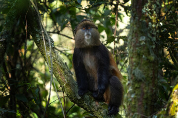 Golden monkey in the Mgahinga Gorilla National Park. Monkeys in the forest. Rare animals in Uganda. Animals in natural habitat.