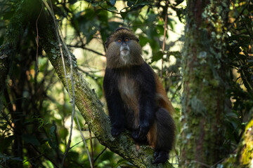 Golden monkey in the Mgahinga Gorilla National Park. Monkeys in the forest. Rare animals in Uganda. Animals in natural habitat.