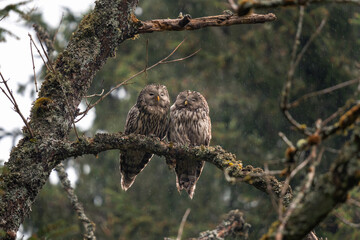 Ural owl in the forest. Owls in natural habitat. Secret animals in Europe. Ornithology in Czechia. 