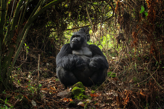 Mountains gorillas in the Mgahinga Gorilla National Park. Gorilla in the forest. Rare animals in Uganda. Animals in natural habitat.