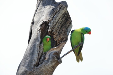 Blue-naped parrot (Tanygnathus lucionensis) in Borneo island, Malaysia