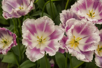 Fotobehang Julianadorp, Nederland, April 2022. Close up van verschillende bloeiende bloemen. © Bert