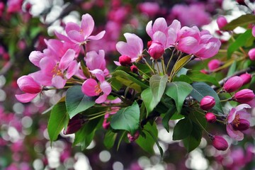 pink flowers in the garden