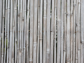 detail of a reed or bamboo mat made of dry gray canes - 504579223