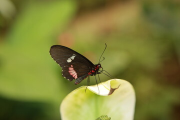 Obraz na płótnie Canvas Motyl w zbliżeniu na roślinie