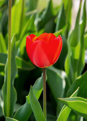 Inflorescences growing on the beds of ornamental plants called Tulipan in the village of Niedzwiadna in Podlasie, Poland.