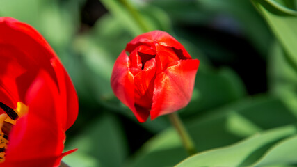 Inflorescences growing on the beds of ornamental plants called Tulipan in the village of Niedzwiadna in Podlasie, Poland.