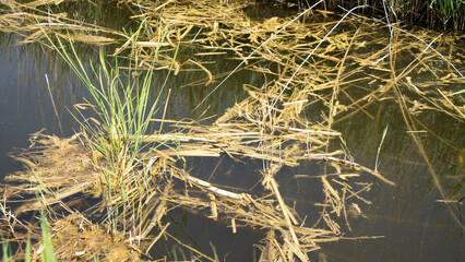 Acuífero y cañas en Cabanes