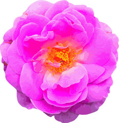 Abstract of Damask Rose flower.