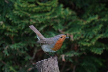 robin in the garden,rotkehlchen im garten