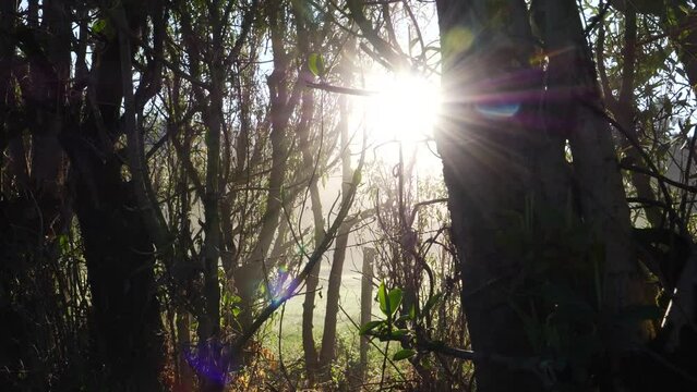 Early morning dolly through wooded area with sun rays and lens flare