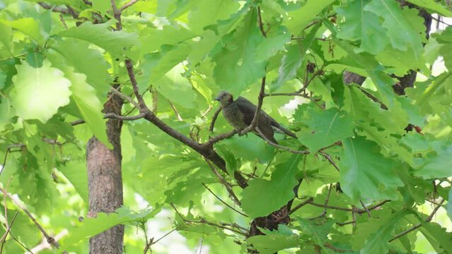 A brown-eared bulbul songbird purched on tree branch in spring forest