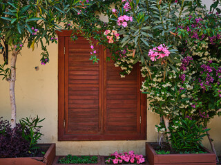 Fototapeta na wymiar vintage wooden window and blooming plants