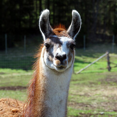 Obraz premium close up of a llama with red hair