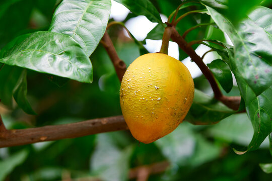 Ripe canistel fruit hanging on tree branch