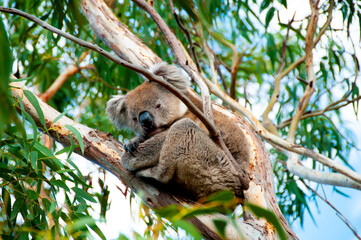 Wild Koala - Kangaroo Island © Adwo