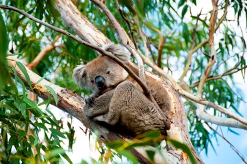 Foto op Plexiglas Wild Koala - Kangaroo Island © Adwo