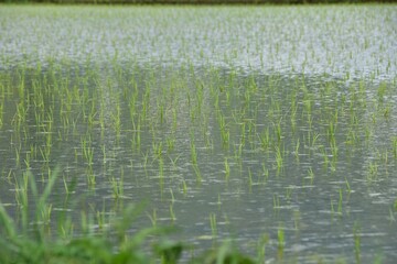 田植えの季節　美しい日本の水田