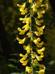 Flowering branch of anagyrolifolia boletus against the background of foliage