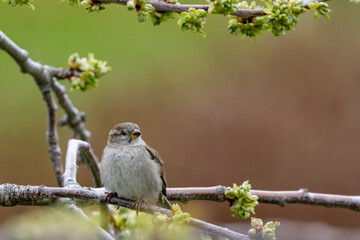 The house sparrow is a species in the sparrow family, and one of 28 species in the numerous genera - Passer domesticus,Northern Norway,scandinavia,Europe	