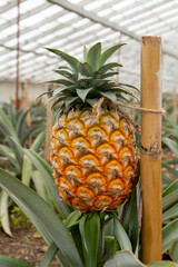 Pineapple fruit in a traditional Azorean greenhouse plantation at São Miguel Island in The Azores