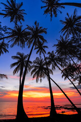 Ocean view with palm tree silhouettes and colorful sunset sky © Felix