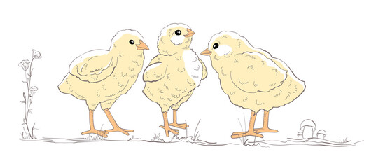 Three cute yellow fluffy chicks are standing next to each other on grass with
